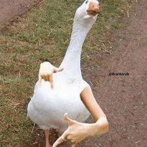 Meet your Posher, Cody